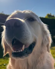 Whiskey, Chief Happiness Officer